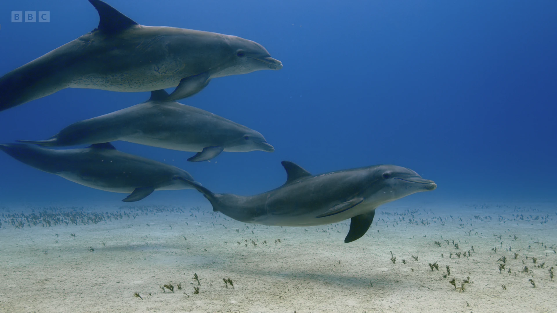 Common bottlenose dolphin (Tursiops truncatus truncatus) as shown in A Perfect Planet - Oceans
